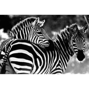 Canvas Zebra Romance