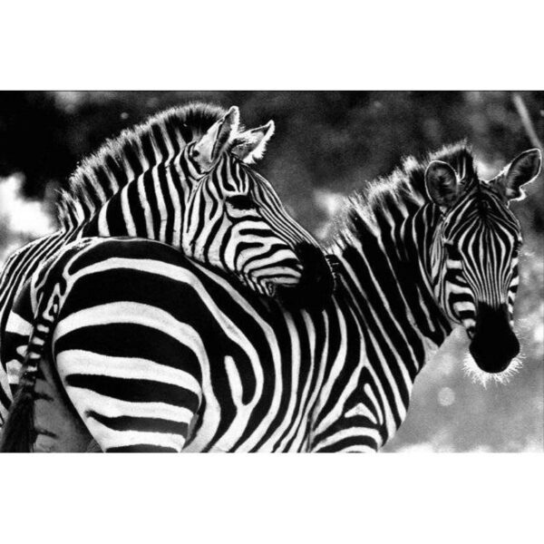 Canvas Zebra Romance Canvas Zebra Romance