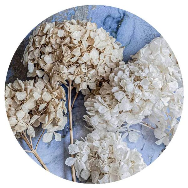 Floral cream hydrangea coasters