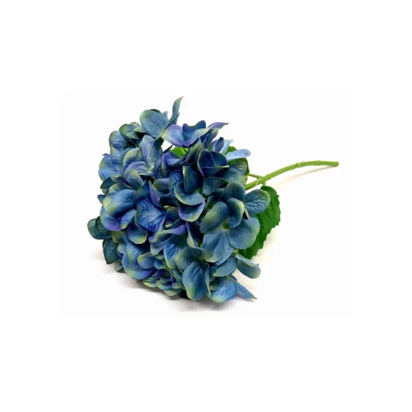 Hydrangea seablue