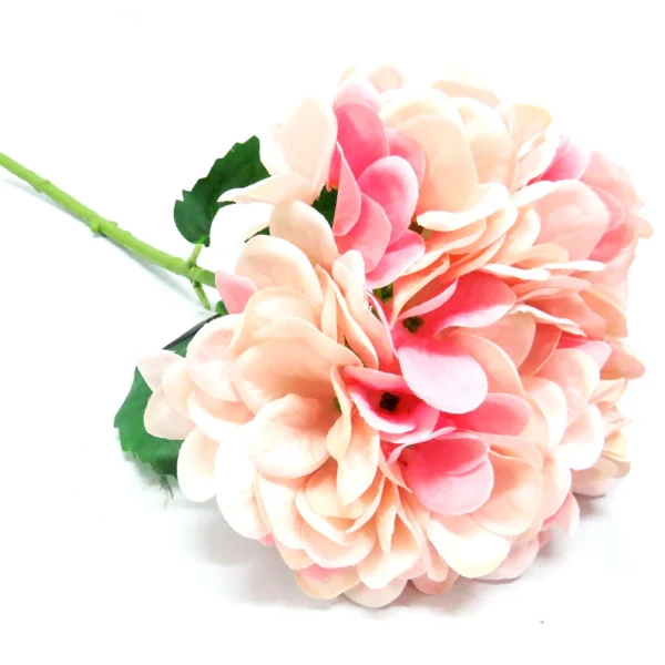 Hydrangea Pink frappe