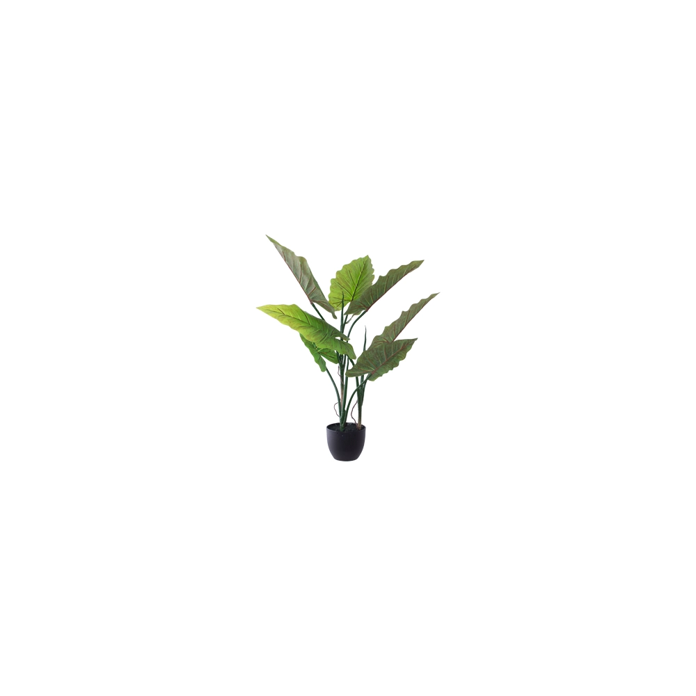 Potted Elephant Ear 80cm Potted Elephant Ear 80cm